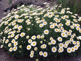 Chrysanthemum crassifolium